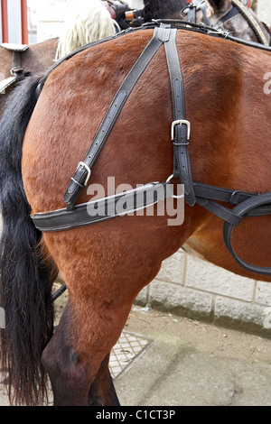 Riemen in einem Pferd. Stockfoto