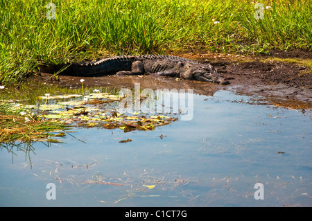 australische Krokodil im Kakadu National Park, Australien Stockfoto