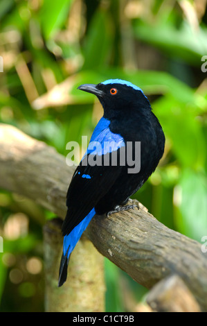 Asiatische Märchen-Bluebird männlichen Irena Puella in Gefangenschaft Stockfoto