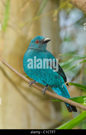 Asiatische Märchen-Bluebird weibliche Irena Puella in Gefangenschaft Stockfoto