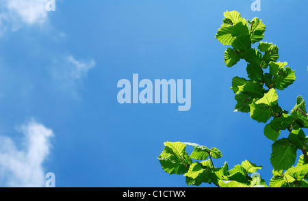 Frische grüne Hasel Ast gegen blauen Himmel Stockfoto