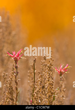 Zwei einsame Wildblumen wachsen in der Nähe von einem Hain von unscharfen gelbe Espen in Bishop Creek Canyon unterhalb South Lake, Kalifornien, USA. Stockfoto