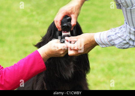 Genaues Bild von einem Hund seine Zähne in einer Hundeausstellung vom Richter überprüft.  Der Biss wird ein Scherengebiss bezeichnet. Stockfoto