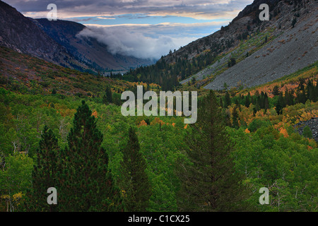 Frühherbst Farbpunkte die Espen in Lundy Canyon befindet sich nördlich von Lee Vining, Kalifornien, USA. Stockfoto
