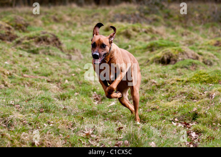 Rhodesian Ridgeback Mitte laufen in einem Feld. Stockfoto