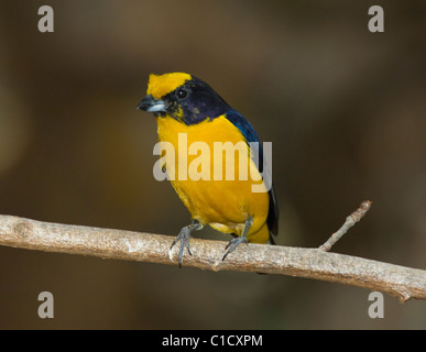 Orange-bellied Euphonia Euphonia Xanthogaster in Gefangenschaft Stockfoto