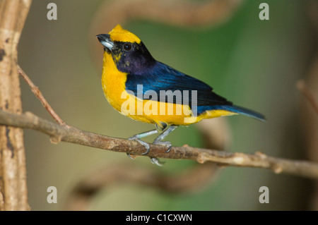 Orange-bellied Euphonia Euphonia Xanthogaster in Gefangenschaft Stockfoto