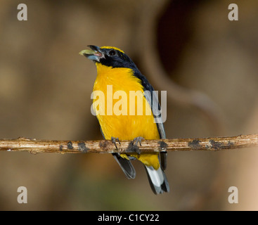 Orange-bellied Euphonia (Euphonia Xanthogaster) Stockfoto