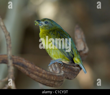 Weibliche Orange-bellied Euphonia Euphonia Xanthogaster in Gefangenschaft Stockfoto