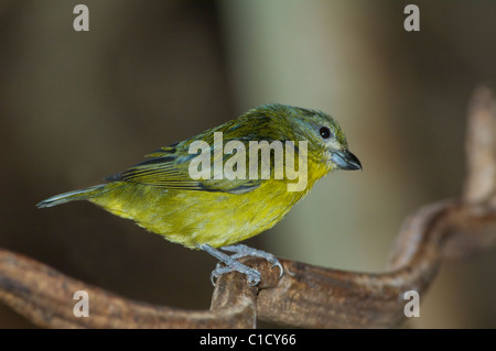 Weibliche Orange-bellied Euphonia Euphonia Xanthogaster in Gefangenschaft Stockfoto