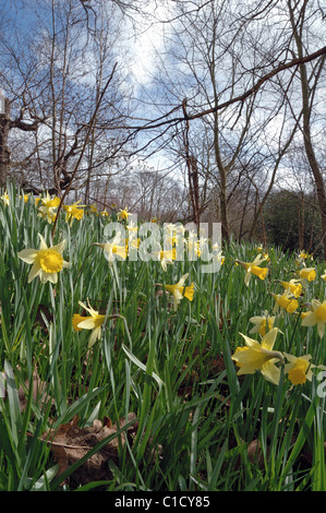 Wilde Narzissen Narcissus Pseudonarcissus inmitten der Wälder Stockfoto