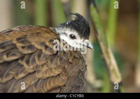 Weiblicher Palawan-Pfauenpfeasant (Polyplectron napoleons) Stockfoto