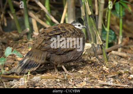 Weiblicher Palawan-Pfauenpfeasant (Polyplectron napoleons) Stockfoto