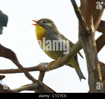 Pekin Robin (Leiothrix Lutea) Stockfoto