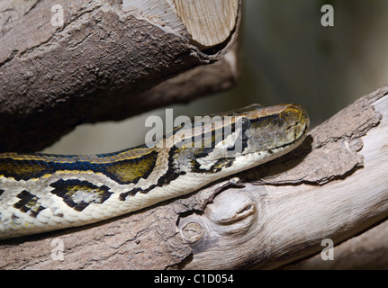 Burmesischen Python Python aus Bivittatus in Gefangenschaft Stockfoto