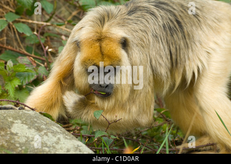 Weiblicher schwarzer und goldener Brüllaffe (Alouatta curaya) Stockfoto