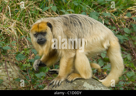 Weiblicher schwarzer und goldener Brüllaffe (Alouatta curaya) Stockfoto