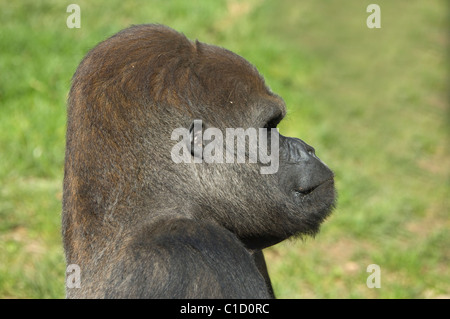 Männliche Westlicher Flachlandgorilla (Gorilla gorilla Gorilla) unverlierbaren Stockfoto
