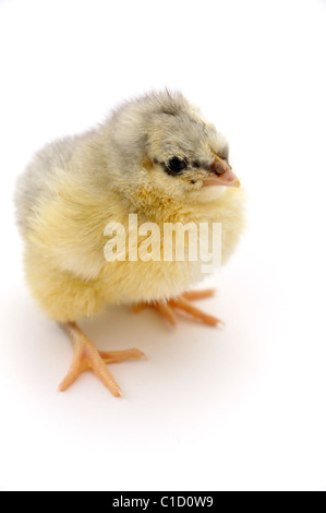 Küken auf weißem Hintergrund Stockfoto