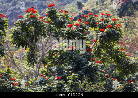 Nahaufnahme von einem blühenden afrikanischen Tulpenbaum, Gurabo, Puerto Rico Stockfoto