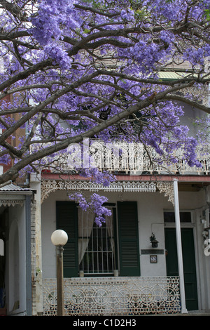 Jacaranda Baum in voller Blüte vor einer Reihe alter Reihenhäuser Im innerstädtischen Stadtteil Surry Hills, Sydney, New South Wales, Australien. Stockfoto