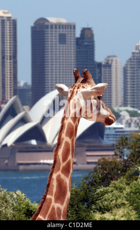 Schuss in den Kopf einer Giraffe, das Sydney Opera House im Hintergrund, Taronga Zoo Park, Sydney, New South Wales, Australien Stockfoto