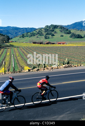 Napa, Kalifornien. Radfahrer fahren vorbei an Weinbergen Weinland. 2011 © Bob Kreisel Stockfoto