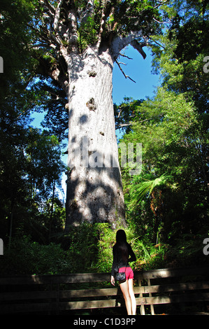 Tane Mahuta Giant Kauri-Baum, Waipoua Forest, Region Northland, Nordinsel, Neuseeland Stockfoto