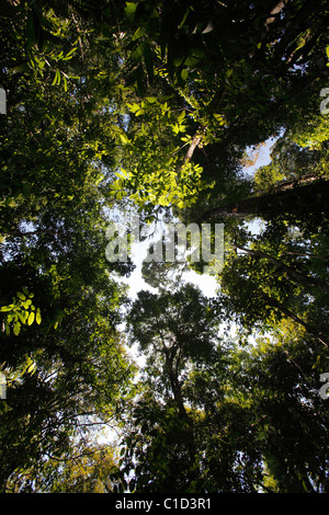 Nach oben durch die Baumkronen des tropischen Regenwaldes primäre Wachstum im Corcovado Nationalpark, Osa Halbinsel, Costa Rica Stockfoto