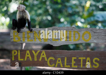 Ein White-faced Kapuziner auf einem Schild am Playa Caletas, Halbinsel Osa, Costa Rica Stockfoto