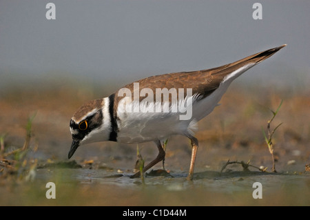 Flussregenpfeifer (Charadrius Dubius) Stockfoto