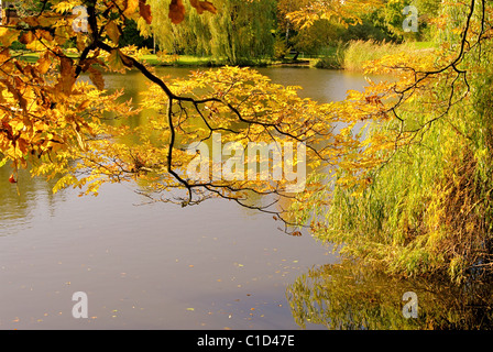 Baum bin Teich Im Herbst - Baum am Teich im Herbst 01 Stockfoto