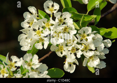 Birnbaumblüte - Blüte von Birnbaum 07 Stockfoto