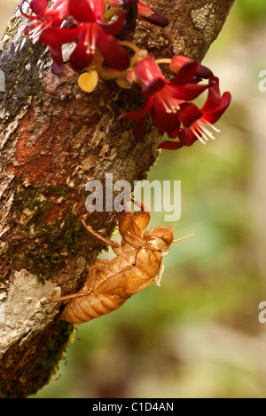 Exoskelett von einer Zikade - Pomponia imperatoria Stockfoto