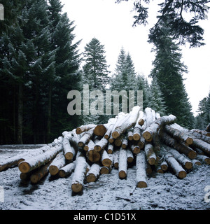 Im Winter stapelten sich Holzscheite in einem verschneiten Wald mit immergrünen Bäumen im Hintergrund Stockfoto