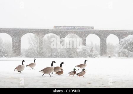 Kanadagans (Branta Canadensis) rötlich Vale Country Park, größere Manchester, UK Stockfoto