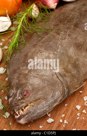 Indischer Heilbutt - Psettodes Erumei (Schneider, 1801) Stockfoto