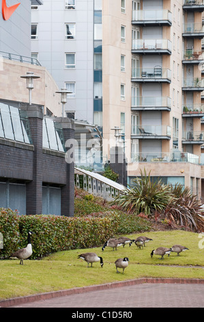 Kanadagans (Branta Canadensis) Salford Quays, größere Manchester, UK Stockfoto