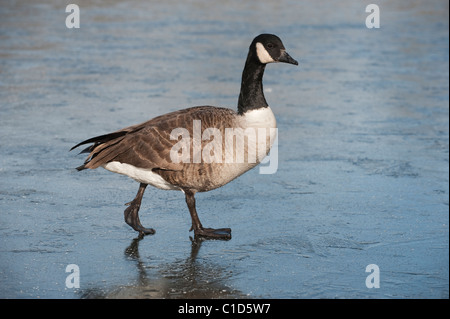 Kanadagans (Branta Canadensis) rötlich Vale Country Park, größere Manchester, UK Stockfoto