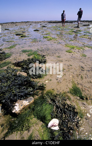 Grossbritannien Kanalinseln Jersey Insel Mondlandschaft bei Ebbe (hoher Koeffizient) am La Rocque an der Ostküste Stockfoto