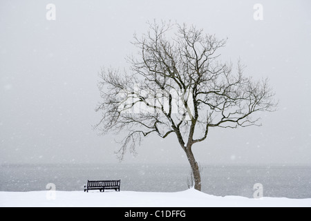 Ein einzelner Baum und Bank in einer Winterlandschaft. Stockfoto