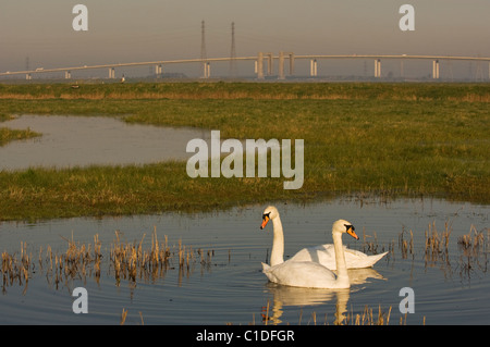 Paar Höckerschwan (Cygnus Olor) Isle of Sheppey, Kent, UK Stockfoto