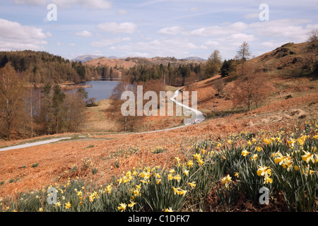 Coniston, Cumbria, England, UK. Wilde Narzissen und Ansicht des Weges rund um Tarn Hows im Lake District National Park im Frühjahr Stockfoto