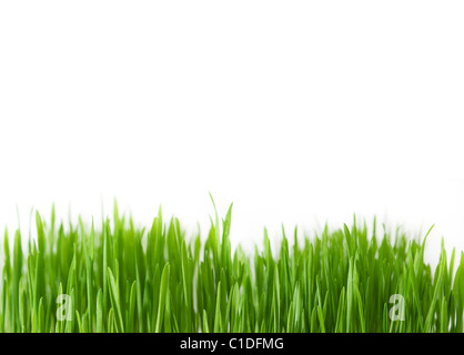 Grünen Rasen hautnah auf weißem Hintergrund Stockfoto
