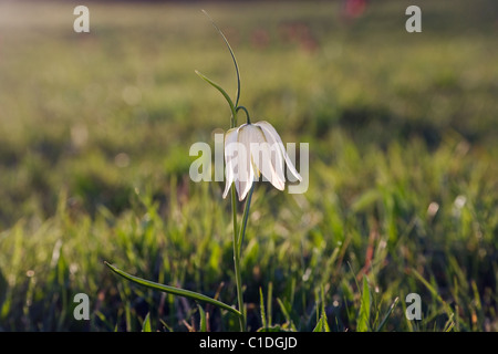 Eine einzelne weiße Snakeshead Fritillary (Fritillaria Meleagris) gegen eine Wildblumenwiese hervorgehoben Stockfoto