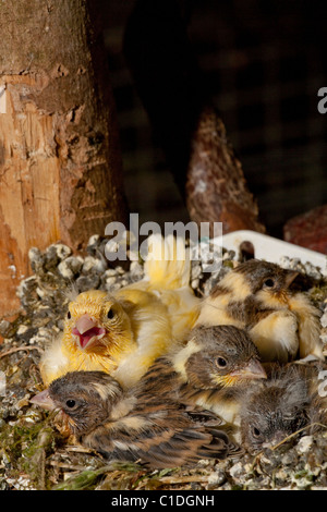 Kanarienvogel (Serinus Canaria). Fast flügge Küken (14 Tage alt) in ein künstliches Nest schwenken in einer Voliere. Stockfoto