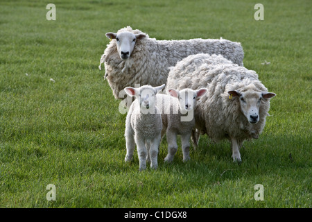 Zwei Lämmer und zwei Mutterschafe in einem Feld in Wiltshire, in der Nähe des Wansdyke Weg-Wanderweg. Stockfoto