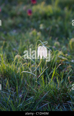 Eine einzelne weiße Snakeshead Fritillary (Fritillaria Meleagris) gegen eine Wildblumenwiese hervorgehoben Stockfoto