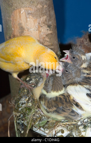 Kanarienvogel (Serinus Canaria), 14 Tage alte Junge Junge im Nest füttern. Stockfoto