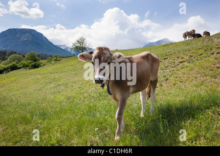 Imst-Österreich-Europa. Eine Kuh trägt eine Kuhglocke in einer Almwiese in einem Tal im Sommer Stockfoto